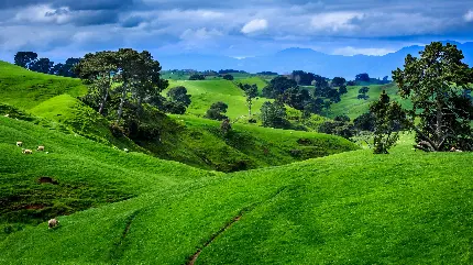 تصویر مراتع بکر و سرسبز کشور نیوزیلند با کیفیت HD 
