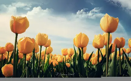 عکس زمینه شاهکار از گل های لاله زرد رنگ برای ویندوز 12
