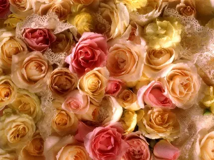 دانلود زیباترین والپیپر گل رز هلویی رنگ با کیفیت HD 