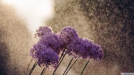 زیبا ترین بک گراند گل بنفش زیر بارش باران با کیفیت 4K