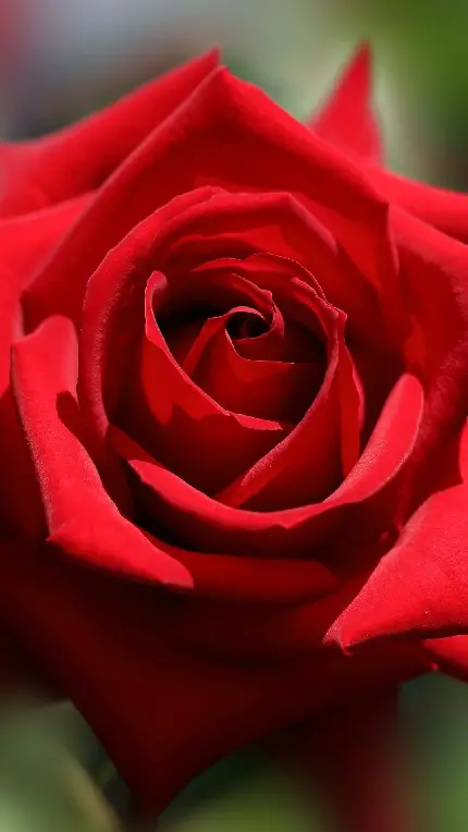 معروف ترین تصویر پروفایل با طرح خاص گل رز قرمز