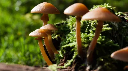 جدید ترین بک گراند طبیعت با نقش قارچ های جالب در طبیعت سرسبز 