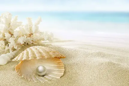 عکس مروارید باکیفیت عالی و سفید در صدف در میان شنهای ساحلی