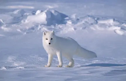عکس روباه سفید قطبی نظاره گر از دور برای تصویر زمینه