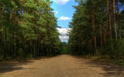 تصویر جذاب از جاده طولانی در دل جنگل برای دسکتاپ 