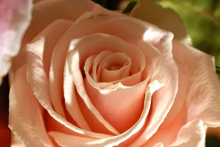 تصویر فوق العاده خوشگل از گل رز هلویی رنگ با کیفیت بالا 