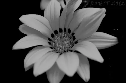 شکفتن گل جادویی و خوش فرم در یک نمای سیاه سفید با کیفیت بالا 