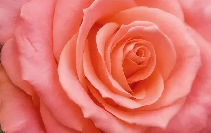 والپیپر خوشرنگ و تماشایی با طرح گل رز به رنگ هلویی