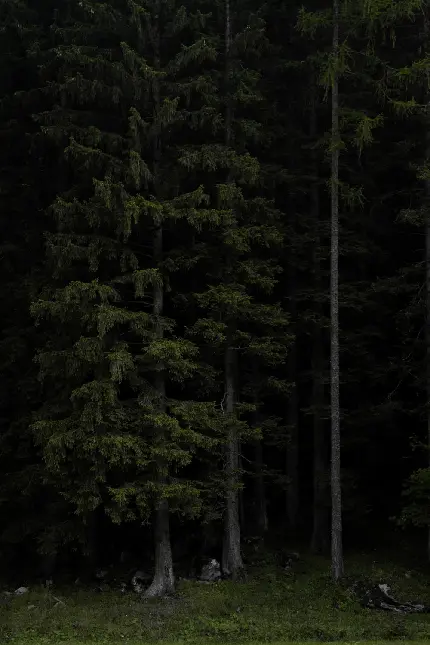 عکس جنگل تاریک و ترسناک برای پروفایل و بک گراند گوشی موبایل