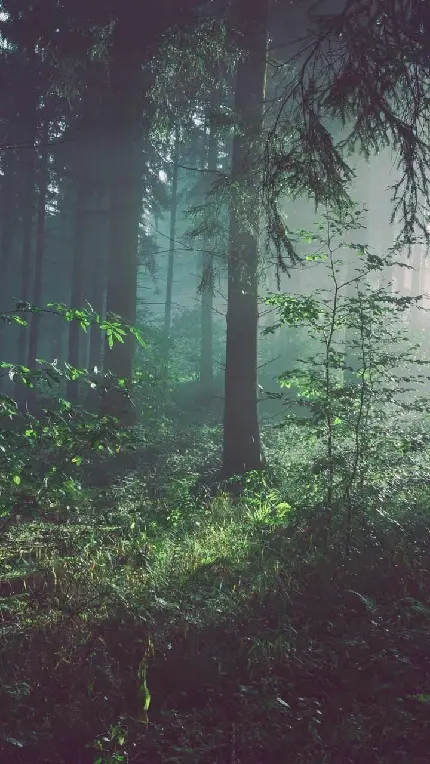 زیباترین عکس جنگل جهان با منظره باور نکردنی برای بک گراند