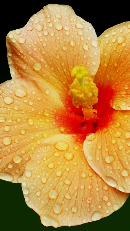 تصویر ماکرو قطرات باران روی گل ختمی باطراوت و شاداب