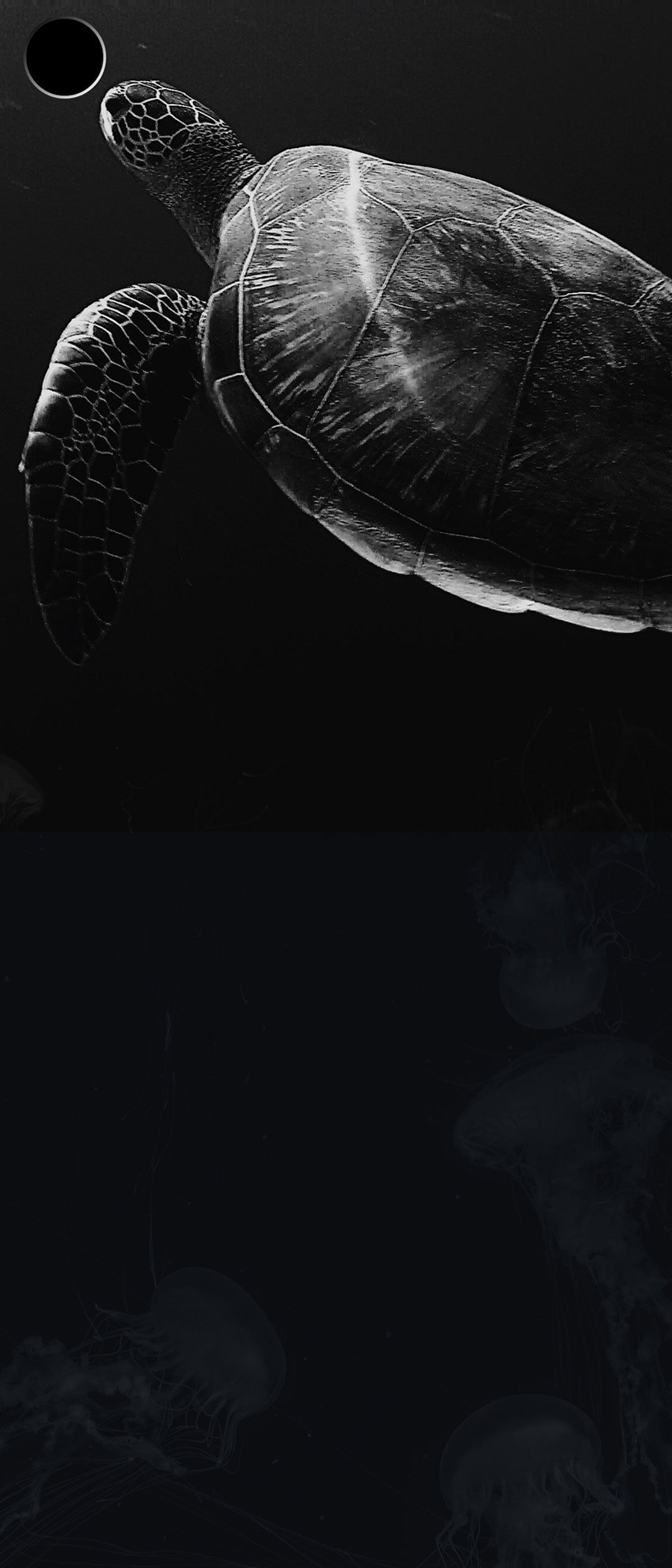 عکس زمینه لاک پشت دریایی عظیم الجثه برای تلفن همراه Android ویوو