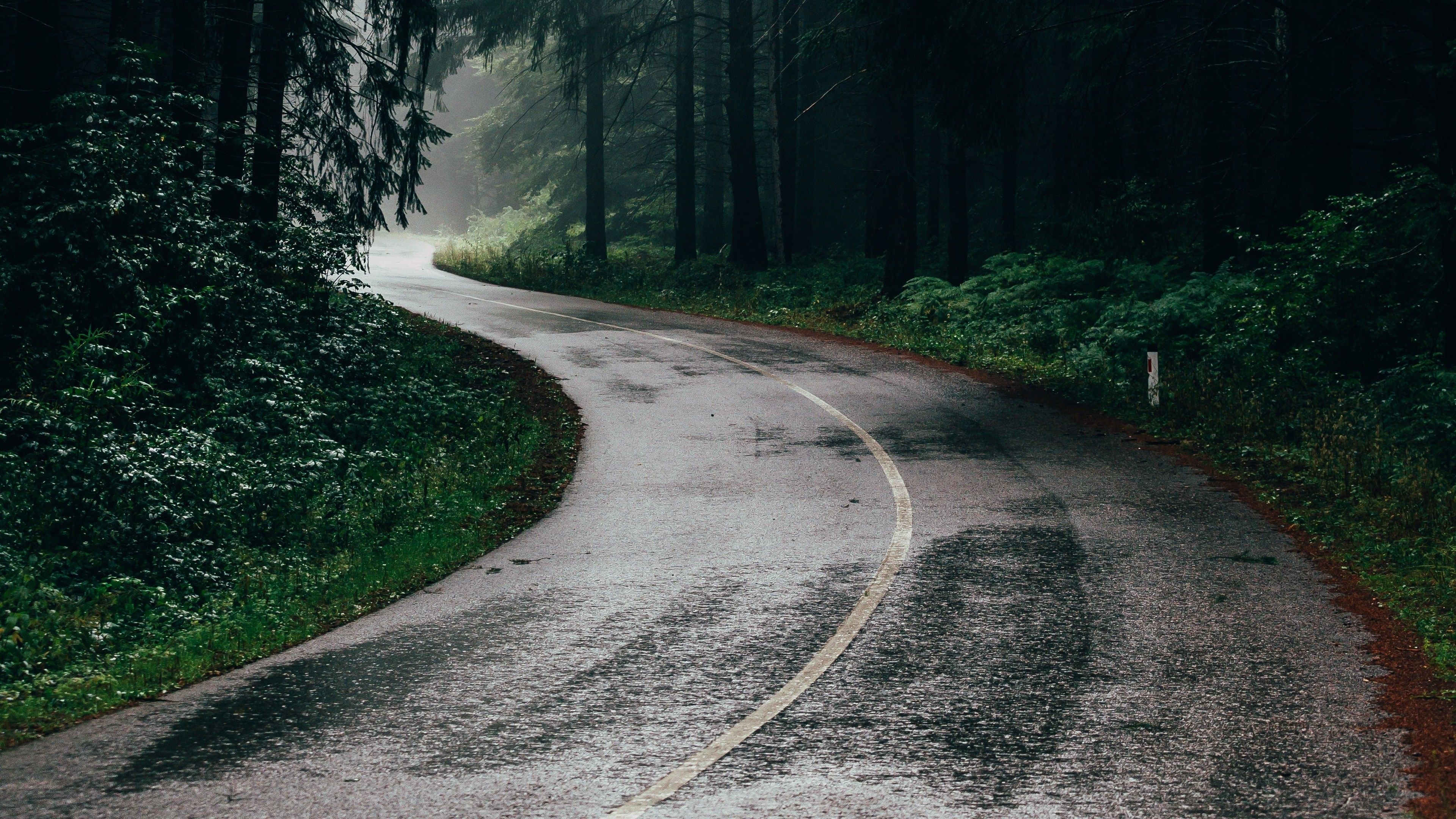 دانلود والپیپر جاده خیس بارانی در وسط جنگل سرسبز و زیبا