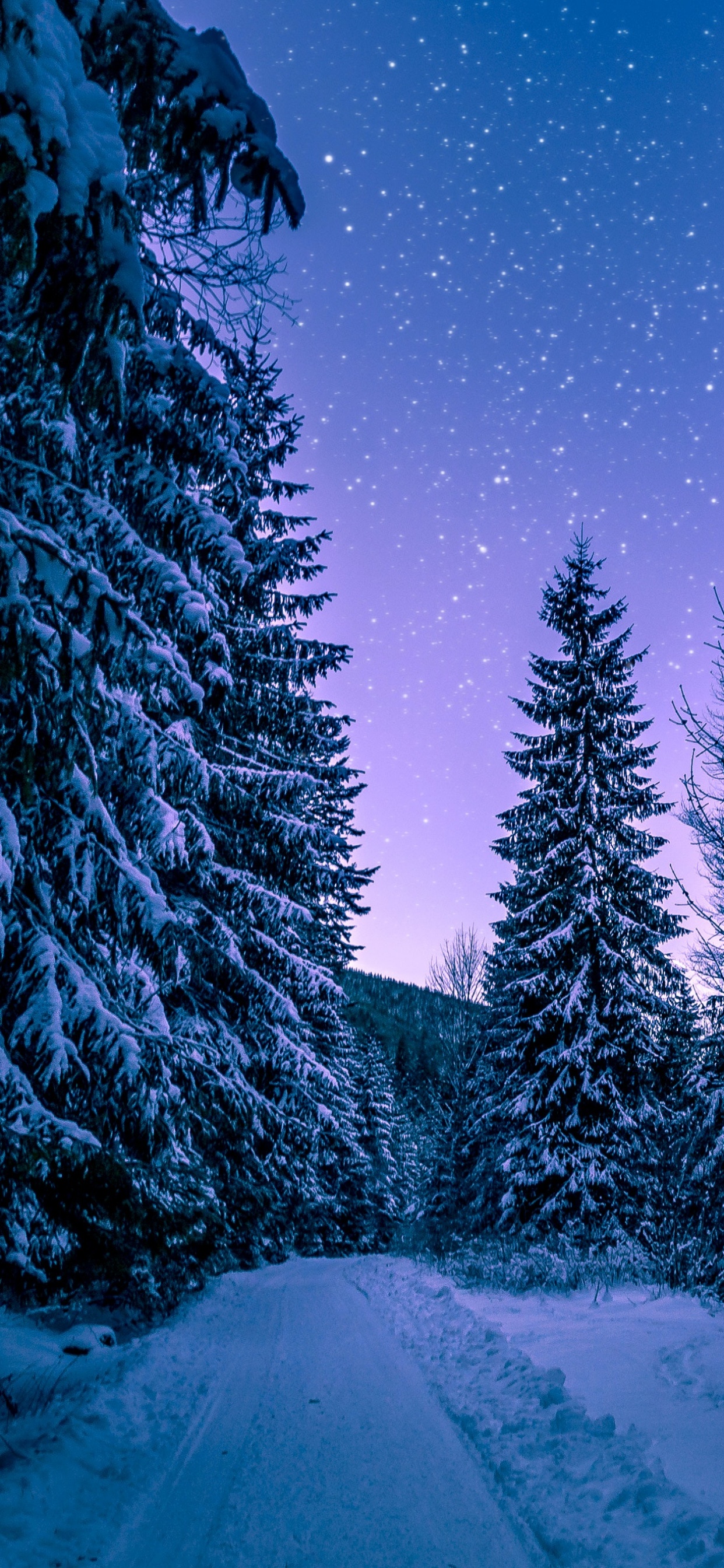 دانلود عکس درخت های کاج جنگل در شب پر ستاره زمستان برفی