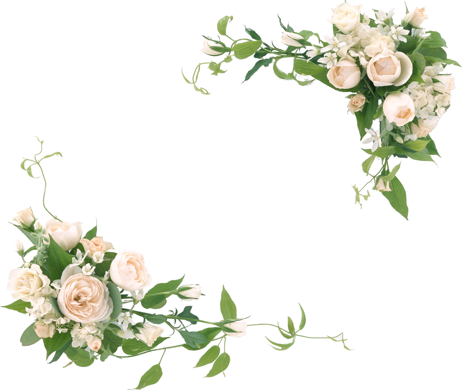 عکس خام کادر گل رویایی با کیفیت بالا برای حاشیه متن