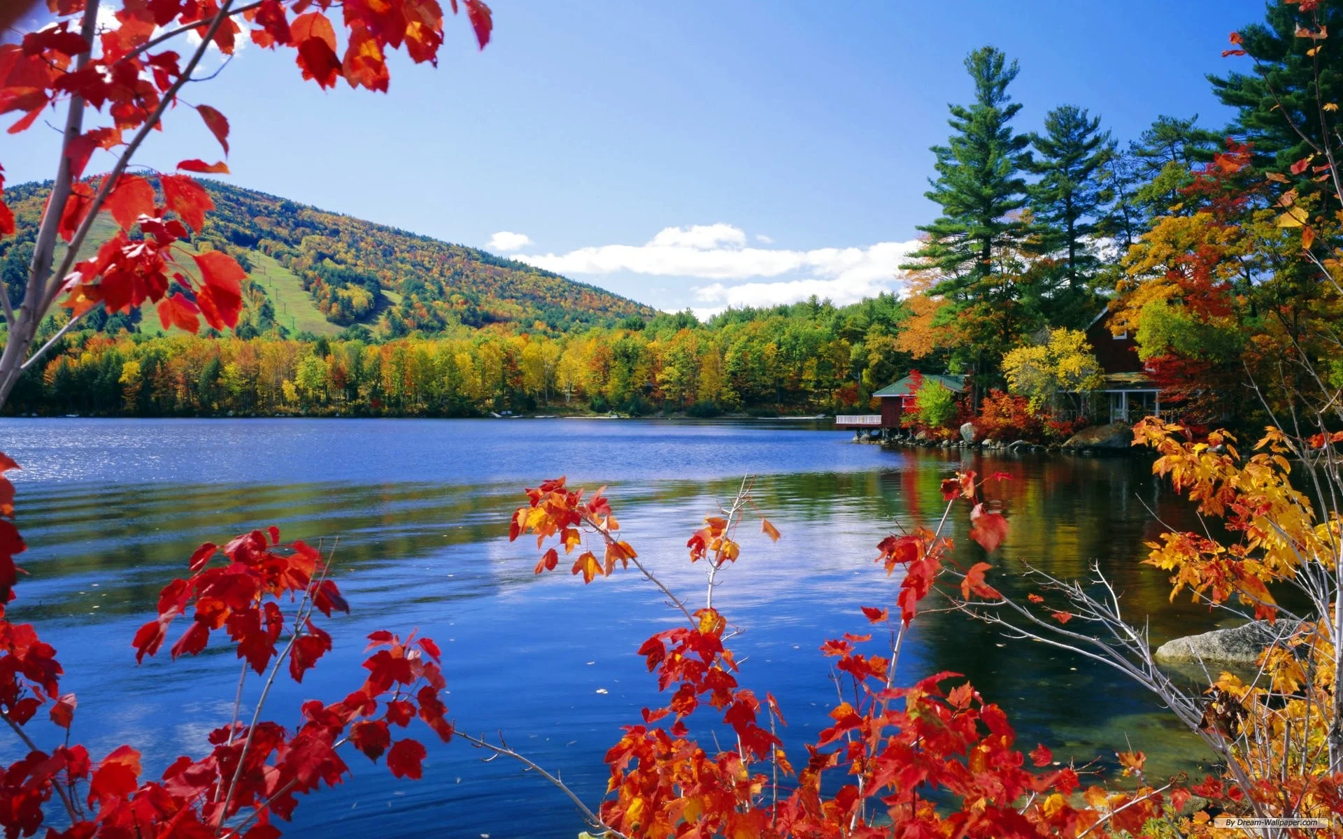 عکس برگ های پاییزی نارنجی با زمینه طبیعت سرسبز درختان کنار دریاچه