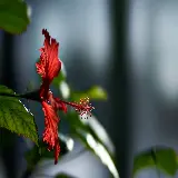 عکس های HD گل ختمی یا هیبیسکوس گیاهی با خواص باورنکردنی
