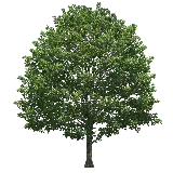 چاپ قاب موبایل و گوشی PNG درخت بزرگ با زمینه خالی برای جایگذاری در اتوپلی