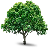 چاپ قاب موبایل و گوشی معروف ترین تصویر درخت با زمینه خالی برای ساخت کلیپ بدون پس زمینه