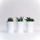 چاپ قاب موبایل و گوشی دانلود عکس دلنشین از گلدان های کوچک برای زمینه ویندوز 
