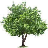 چاپ قاب موبایل و گوشی زیباترین پی ان جی درخت مناسب پاورپوینت و عکس