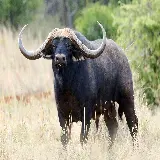 چاپ قاب موبایل و گوشی تصویر زیبا و دیدنی از گاو وحشی بوفالو Buffalo یا بوفالوی سیاه آفریقایی