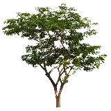 چاپ قاب موبایل و گوشی PNG درخت به رنگ سبز بسیار خوشگل مختص PhotoShop
