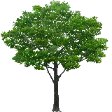 چاپ قاب موبایل و گوشی وکتور شگفت انگیز از درخت خوشگل برای الگوی نقاشی 