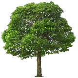 چاپ قاب موبایل و گوشی دانلود جدید ترین عکس دوربری شده به شکل png بدون پس زمینه برای فتوشاپ درخت