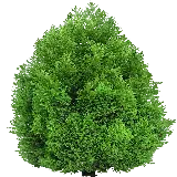 چاپ قاب موبایل و گوشی PNG بسیار باکیفیت با طرح درخت سبز و خوشگل 