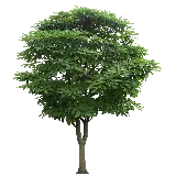 چاپ قاب موبایل و گوشی عکس وکتور درخت با کیفیت اچ دی برای ساخت پاورپوینت 