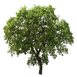 چاپ قاب موبایل و گوشی دانلود عکس دوربری شده با کیفیت درخت سرسبز با فرمت PNG 