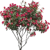 چاپ قاب موبایل و گوشی تصویر درخشان از بوته گل زیبا به رنگ صورتی خوشرنگ