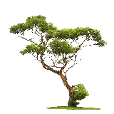 چاپ قاب موبایل و گوشی دانلود رایگان عکس درخت با زمینه سفید ساده برای ادیت