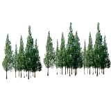 چاپ قاب موبایل و گوشی دانلود تصاویر PNG درختان مناسب استفاده در فتوشاپ 