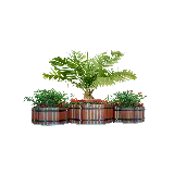 چاپ قاب موبایل و گوشی تصویر دوربری شده از درخت جوان با فرمت معروف PNG