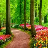 پس زمینه طبیعت جنگل با جاده خاکی در میان گل های شاداب و باطراوت