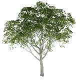 چاپ قاب موبایل و گوشی عکس PNG بدون پس زمینه از درخت با کیفیت HD 