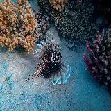 چاپ قاب موبایل و گوشی عکس زمینه شیر ماهی قرمز Red lionfish اقیانوس اطلس با کیفیت عالی