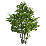 چاپ قاب موبایل و گوشی درخت سرو زیبا در یک قاب شاهکار با فرمت PNG رایگان 