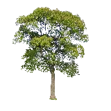 چاپ قاب موبایل و گوشی دانلود عکس دوست داشتنی از درخت سرسبز کوچک