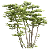 چاپ قاب موبایل و گوشی دانلود عکس درخت با برگ های سبز در فرمت PNG رایگان