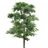 چاپ قاب موبایل و گوشی دانلود رایگان عکس درخت پی ان جی برای برنامه فتوشاپ 