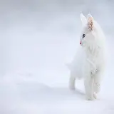 چاپ قاب موبایل و گوشی عکس بچه گربه سفید ناز روی برف white kittens با پس زمینه سفید
