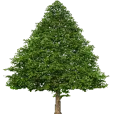 چاپ قاب موبایل و گوشی عکس دوربری شده PNG رویایی درخت کاج ساده و شیک