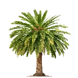 چاپ قاب موبایل و گوشی عکس درخت نخل با پس زمینه سفید با کیفیت بالا 
