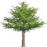 چاپ قاب موبایل و گوشی تصویر کامپیوتری از درخت با کیفیت فول اچ دی و زمینه پرده سبز