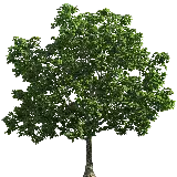 چاپ قاب موبایل و گوشی پربازدید ترین نمای گرافیکی از درخت سرسبز مختص ادیت