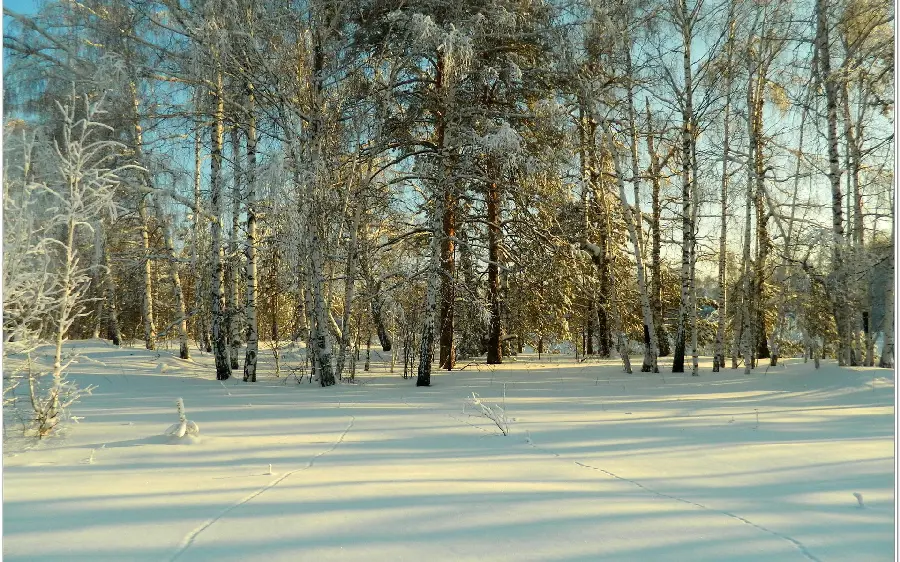 نمای خوشگل جنگل برفی برای پروفایل علاقمندان طبیعت