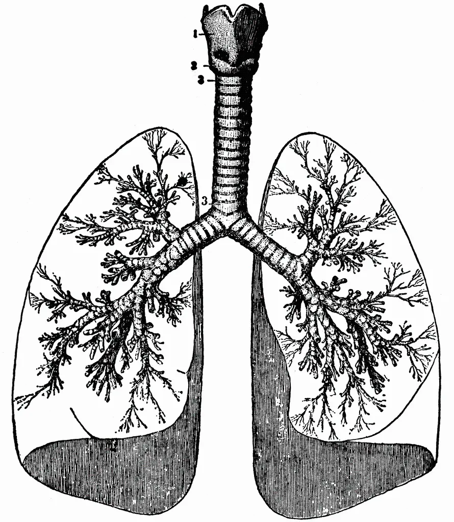 عکس سیاه و سفید ریه و دستگاه تنفسی انسان